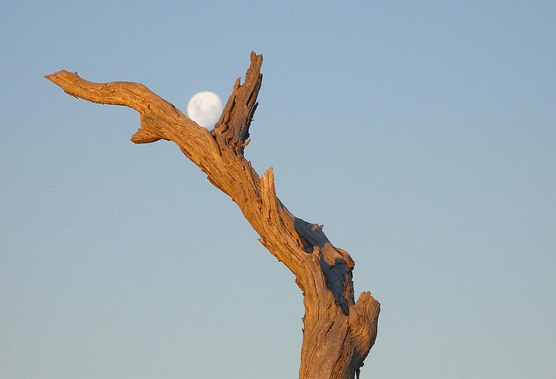 moon tree 2.jpg - OLYMPUS DIGITAL CAMERA